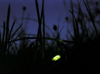 Glow_worm_lampyris_noctiluca
