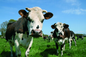 Agriculture biologique Bretagne