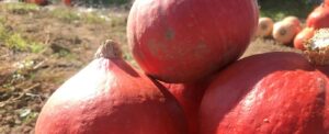 Courges bio en Bretagne