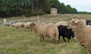 AssoDenvedArVro-MoutonsLandesDeBretagne