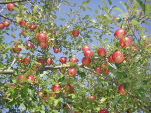 IBB-Pommes