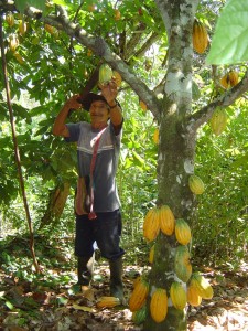 TerraLibra-Cacao-Recolte-bd